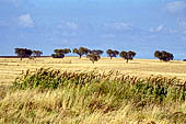 Campi di grano punteggiati da olivi ai piedi del paese fortificato di Monsaraz. 